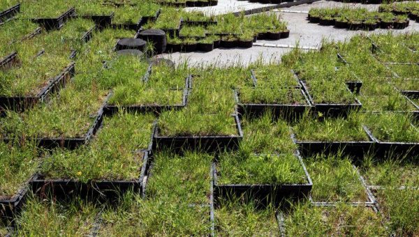 Terrassodling av gräs vid asfalt