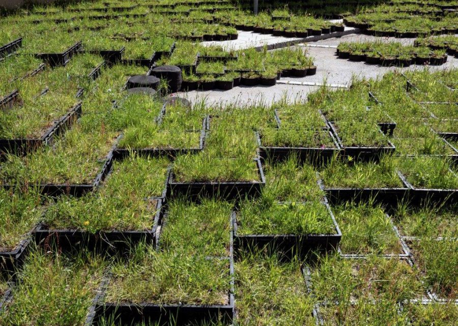 Terrassodling av gräs vid asfalt