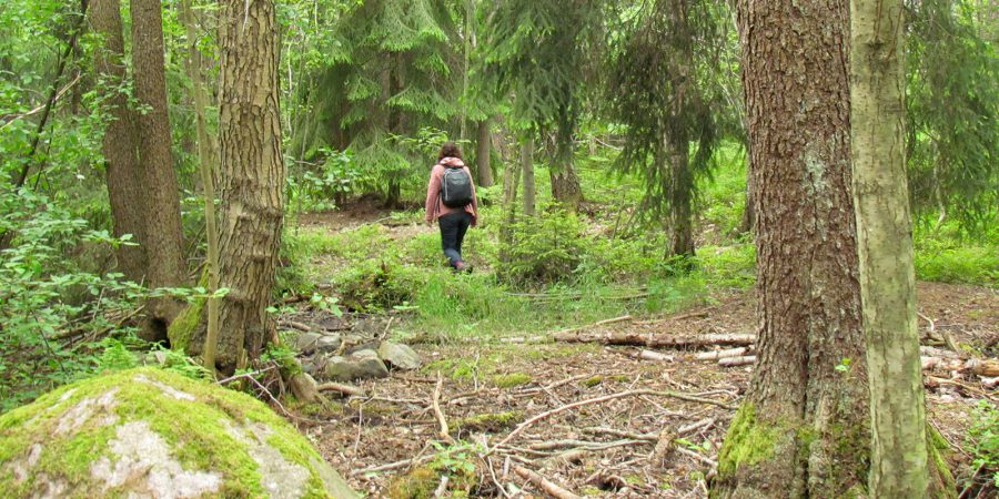En person går i en barrskog