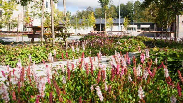 En blommande park, en gångväg syns mellan blommorna