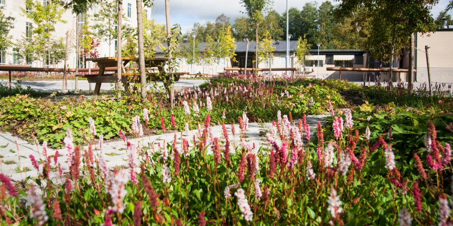 En blommande park, en gångväg syns mellan blommorna