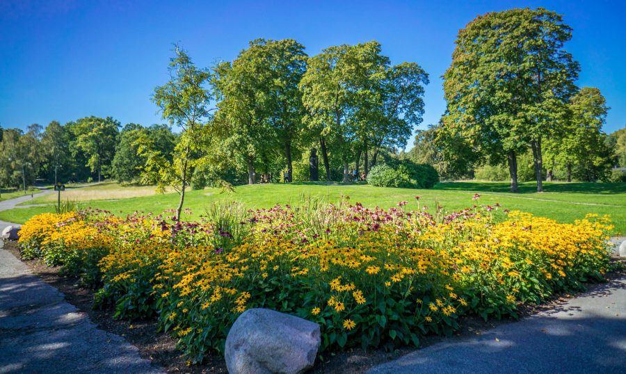 En grönskande park