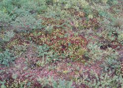 Makrobild på mossor och lågt växande blommor.