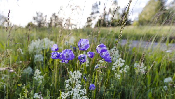 Blommor på en sommaräng