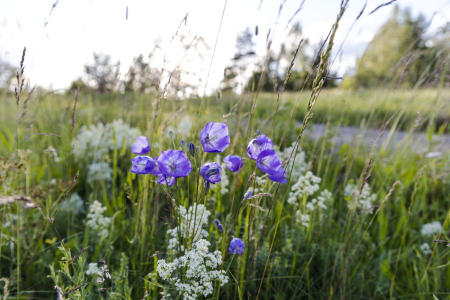 Blommor på en sommaräng