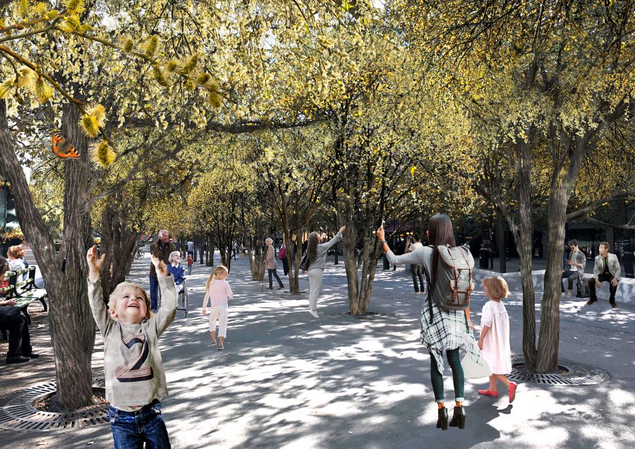 Revanschdags för de inhemska stadsträden. Foto på sälg i Kungsträdgården, Stockholm.