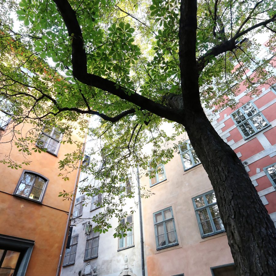 Nytt stöd till forskning för resurseffektiv bebyggelse. Foto på äldre hus i olika färger samt ett träd i en stad.