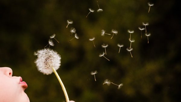 Förstudier för snabbare klimatomställning i städer. Ett barn som blåser på en maskros. Foto: Ivan Dostal/Unsplash.